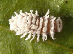 Cryptolaemus montrouzieri larva InsectImages 5195077 cropped by Quoted from source:"Image Citation: Jeffrey W. Lotz, Florida Department of Agriculture and Consumer Services, Bugwood.org" "Image Use: You must attribute the work in the manner specified (but not in any way that suggests endorsement).". Used under a CC BY 3.0 us license.