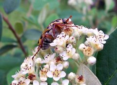 Spotted flower chafer by Fir0002 at English Wikipedia. Used under a CC BY-SA 3.0 license.