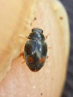 Nephus binaevatus 264423514 by Stephen Thorpe. Used under a CC BY 4.0 license.