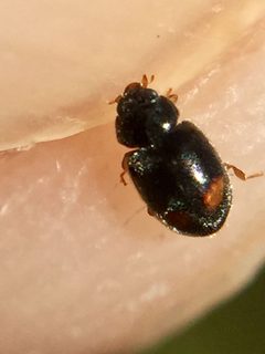 Nephus binaevatus 265825249 by Stephen Thorpe. Used under a CC BY 4.0 license.
