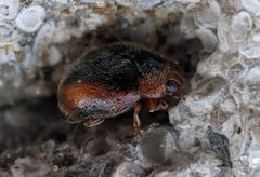 Scymnus loewii 180483228 by ncb1221. Used under a CC BY 4.0 license.
