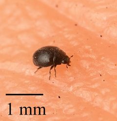 Stethorus punctum 84125504 by Jesse Rorabaugh. Used under a CC0 license.