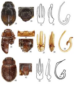 Cephaloscymnus spp by Gordon, Robert D. &amp; Hanley, Guy A.. Used under a CC BY 4.0 license.