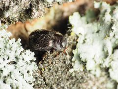 Cephaloscymnus zimmermanni 179451275 by Katja Schulz. Used under a CC BY 4.0 license.