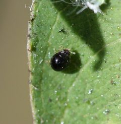 Delphastus catalinae by Sandy Rae. Used under a CC BY-SA 3.0 license.