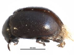 Microweisea misella by CBG Photography Group, Centre for Biodiversity Genomics. Used under a CC BY 3.0 license.