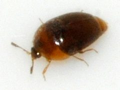 Sericoderus-lateralis-01-fws by Francisco Welter-Schultes. Used under a CC0 license.