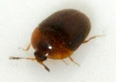 Sericoderus-lateralis-02-fws by Francisco Welter-Schultes. Used under a CC0 license.
