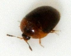 Sericoderus-lateralis-03-fws by Francisco Welter-Schultes. Used under a CC0 license.