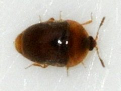 Sericoderus-lateralis-04-fws by Francisco Welter-Schultes. Used under a CC0 license.