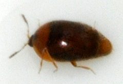 Sericoderus-lateralis-05-fws by Francisco Welter-Schultes. Used under a CC0 license.