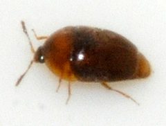 Sericoderus-lateralis-06-fws by Francisco Welter-Schultes. Used under a CC0 license.