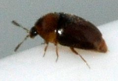 Sericoderus-lateralis-07-fws by Francisco Welter-Schultes. Used under a CC0 license.