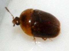 Sericoderus-lateralis-08-fws by Francisco Welter-Schultes. Used under a CC0 license.
