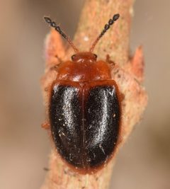 Stenotarsus hispidus 60782605 by skitterbug. Used under a CC BY 4.0 license.