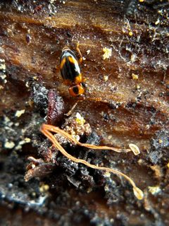 Phymaphora californica 352271918 by Alex Heyman. Used under a CC0 license.