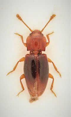 Rhanidea unicolor 294738863 by Nick Bédard. Used under a CC0 license.