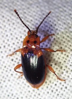 Aphorista laeta 330073598 by Cricket Raspet. Used under a CC BY 4.0 license.