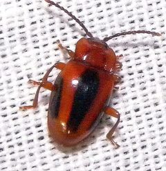 Aphorista vittata 257314994 by jimeckert49. Used under a CC BY 4.0 license.
