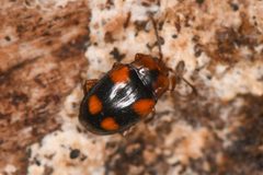 Mycetina hornii 294352217 by Chloe and Trevor Van Loon. Used under a CC BY 4.0 license.