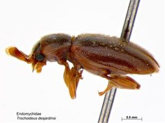 Trochoideus desjardinsi by Caroline Harding, MAF. Used under a CC BY 3.0 au license.