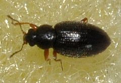 Corticarina-minuta-02-fws by Francisco Welter-Schultes. Used under a CC0 license.