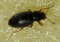 Corticarina-minuta-03-fws by Francisco Welter-Schultes. Used under a CC0 license.