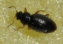 Corticarina-minuta-04-fws by Francisco Welter-Schultes. Used under a CC0 license.