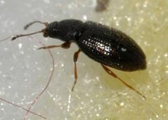 Corticarina-minuta-05-fws by Francisco Welter-Schultes. Used under a CC0 license.