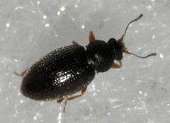 Corticarina-minuta-06-fws by Francisco Welter-Schultes. Used under a CC0 license.