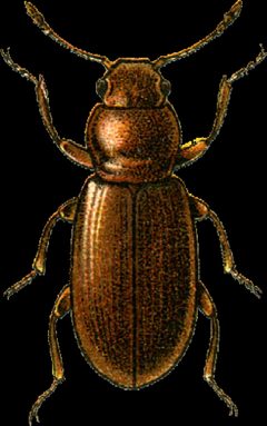 Melanophthalma transversalis Jacobson by Georgiy Jacobson. Used under a Public domain license.