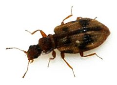 Cartodere-bifasciata-01-fws by Francisco Welter-Schultes. Used under a CC0 license.