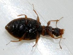 Cartodere-bifasciata-02-fws by Francisco Welter-Schultes. Used under a CC0 license.