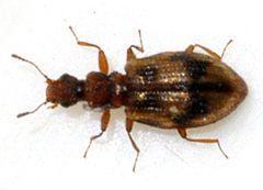 Cartodere-bifasciata-03-fws by Francisco Welter-Schultes. Used under a CC0 license.