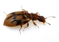 Cartodere-bifasciata-04-fws by Francisco Welter-Schultes. Used under a CC0 license.