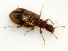 Cartodere-bifasciata-05-fws by Francisco Welter-Schultes. Used under a CC0 license.