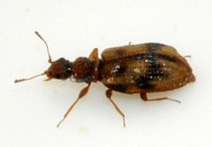 Cartodere-bifasciata-07-fws by Francisco Welter-Schultes. Used under a CC0 license.