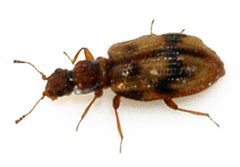 Cartodere-bifasciata-08-fws by Francisco Welter-Schultes. Used under a CC0 license.
