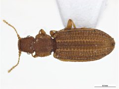 Dienerella costulata by Clare McLellan, Museum Victoria. Used under a CC BY 3.0 au license.