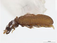 Dienerella filum by Clare McLellan, Museum Victoria. Used under a CC BY 3.0 au license.