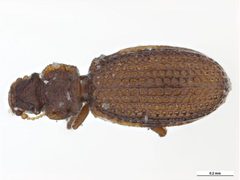 Dienerella intermedia by Clare McLellan, Museum Victoria. Used under a CC BY 3.0 au license.