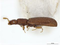 Dienerella pilifera by Clare McLellan, Museum Victoria. Used under a CC BY 3.0 au license.