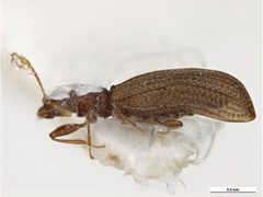 Dienerella ruficollis by Clare McLellan, Museum Victoria. Used under a CC BY 3.0 au license.