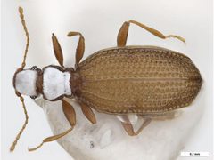 Eufallia seminivea by Clare McLellan, Museum Victoria. Used under a CC BY 3.0 au license.