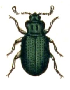 Latridius.minutus.-.calwer.46.08 by Emil Hochdanz
. Used under a Public domain license.