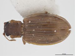 Latridius minutus by Sarah McCaffrey, Museum Victoria. Used under a CC BY 3.0 au license.