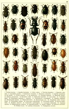 Georgiy Jacobson - Beetles Russia and Western Europe - plate 22 by see in description. Used under a Public domain license.