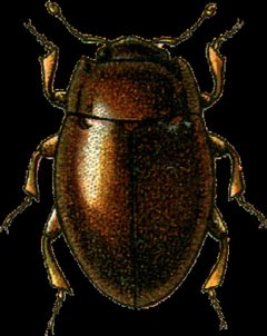 Murmidius ovalis Jacobson by Georgiy Jacobson. Used under a Public domain license.