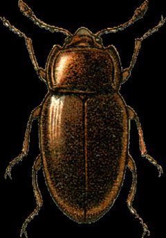 Mycetaea hirta Jacobson by Georgiy Jacobson. Used under a Public domain license.
