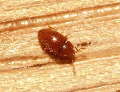 Mycetaea subterranea by 



This image is created by user Dick Belgers at Waarneming.nl, a source of nature observations in the Netherlands.
. Used under a CC BY 3.0 license.